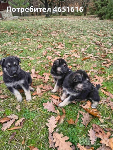 Източноевропейска овчарка, снимка 9 - Други - 52432078