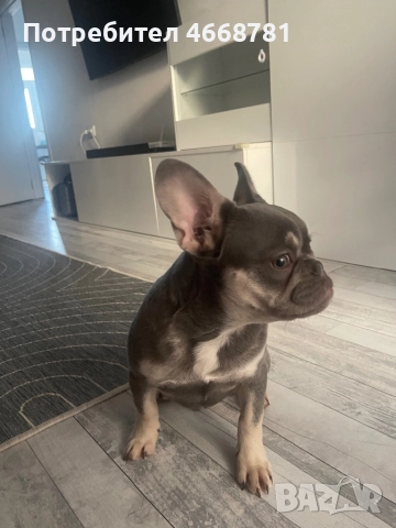 Френски булдог