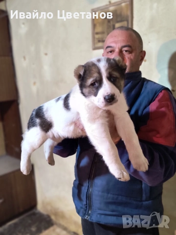 Алабай, снимка 4 - Средноазиатска овчарка - 53167876