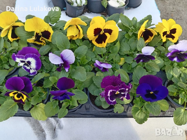 Едри теменужки 