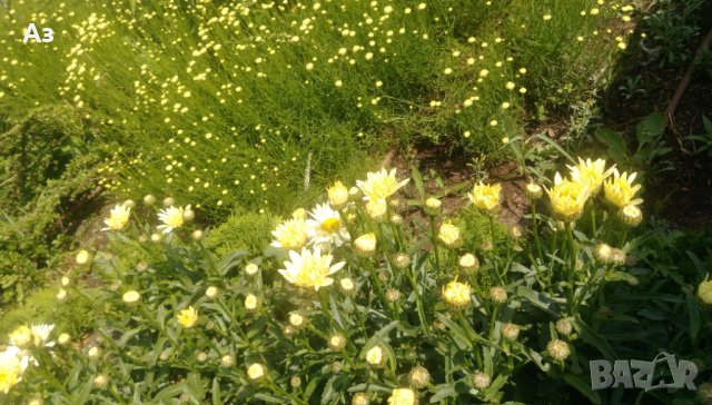 Продавам цветя Градинска маргарита – бяла и жълта, разсад, снимка 17 - Разсади - 44297106
