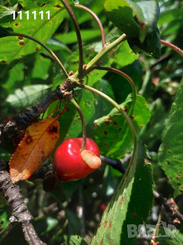 Череша уникат за колекционери и ценители , снимка 18 - Други ценни предмети - 41100414