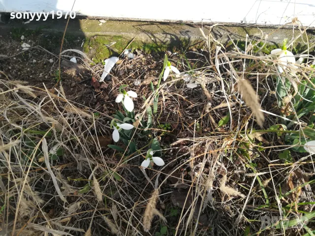 25лв гръм кокичета с луковици в саксия 0502251847, снимка 7 - Градински цветя и растения - 48981989