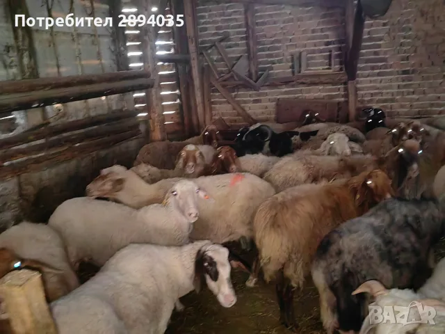 свободни овце, кочове , снимка 5 - Овце - 55756368