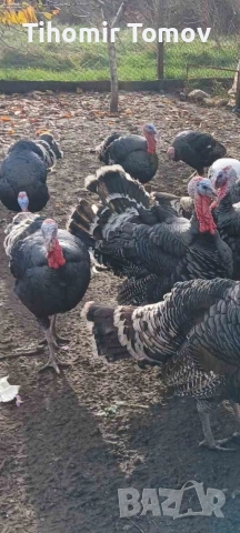 продавам млади домашно гледани пуйки пуяци петли кокошки , снимка 9 - Кокошки и пуйки - 52589751