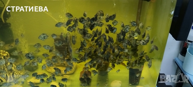 Цихлиди Син Папагал, снимка 2 - Рибки - 52932550