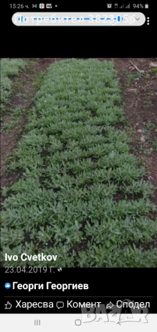 Мурсалски чай разсад, саксия, пикиран в кофички, семе, снимка 4 - Разсади - 52317505