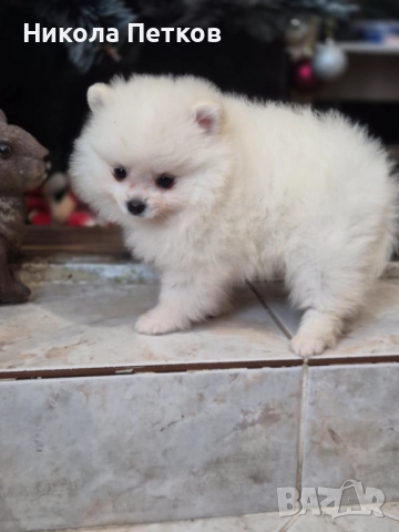 Померан , снимка 5 - Померан - 52790471