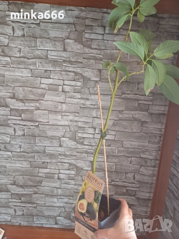 Авокадо което дава плод, снимка 4 - Стайни растения - 52182489