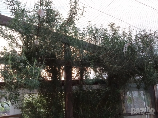 Продавам пресен розмарин от храсти. Цена 15 лв. за килограм, снимка 2 - Стайни растения - 52951397