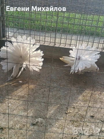 Фенерлии, снимка 8 - Гълъби - 52358162