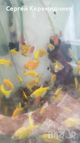 Декоративни рибки, снимка 4 - Рибки - 51259349