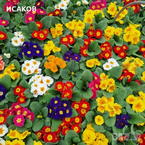 Иглика , снимка 9 - Градински цветя и растения - 53020967