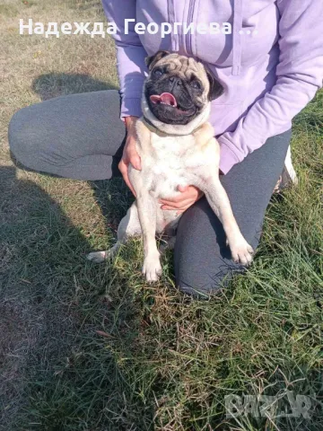 Хотел за кучета , котки, зайци, гризачи и птици, снимка 2 - Ветеринари и услуги - 48148785