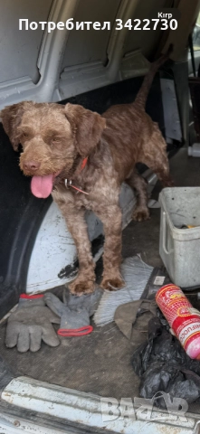 Лагото романьоло, снимка 5 - Други - 52127719