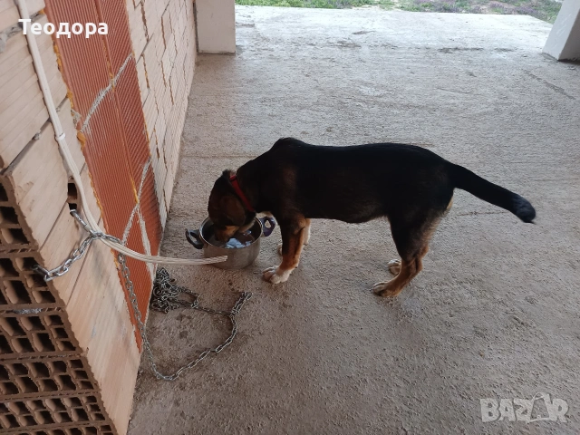 подарява се кученце на 4 месеца, снимка 2 - Други - 53849269