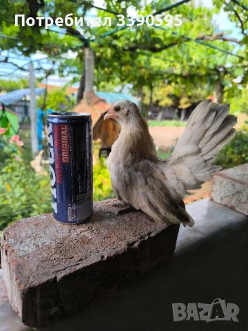 Серами Испенч Бантам Струмски Бантам и Шабо 