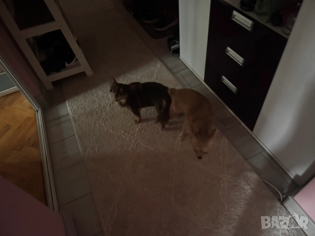 Кученца чихуахуа Момичета, ваксинирани, снимка 8 - Чихуахуа - 52786882