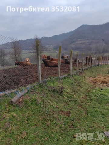 Продават се, снимка 2 - Крави - 52897358