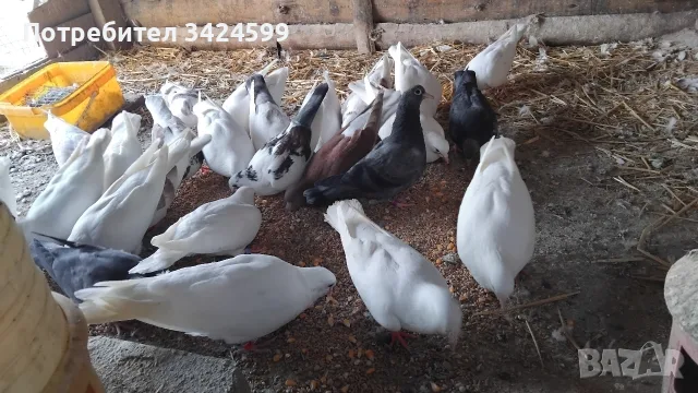 Продавам Гълъби Арабски Смеячи, снимка 6 - Гълъби - 55809880