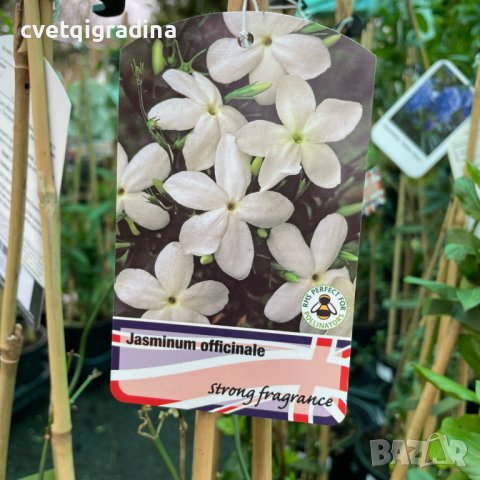 Jasminum officinale (Жасмин) в Градински цветя и растения в гр ...