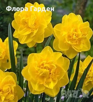 Луковици НАРЦИС, снимка 6 - Градински цветя и растения - 56336423
