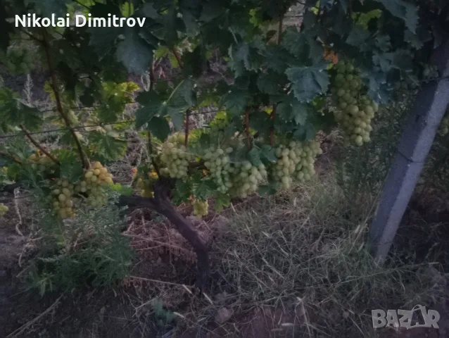 десертно грозде брестовица, снимка 2 - Разсади - 55907840