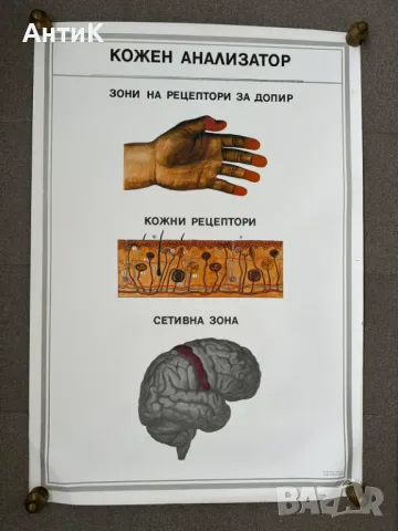 Комплект Соц Учебни Медицински Плакати, снимка 5 - Антикварни и старинни предмети - 49942165