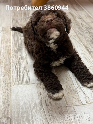 Лагото романьол, снимка 2 - Други - 52878109