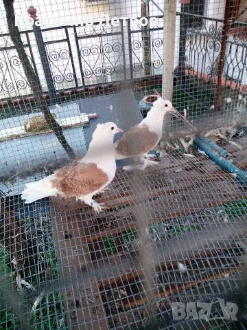 продавам на жълт капак, снимка 2 - Гълъби - 53721226