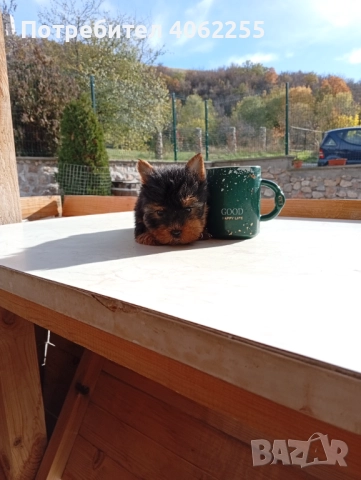 Продавам мини йоркширски териери 