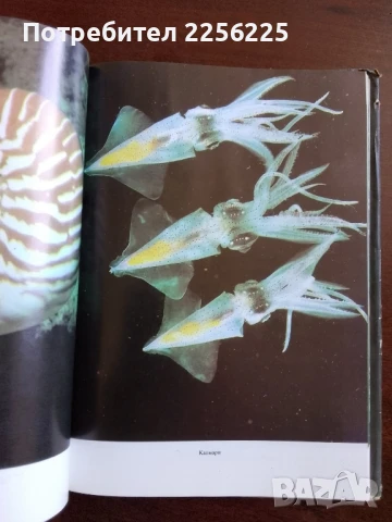 Животът на земята , снимка 4 - Специализирана литература - 50600148