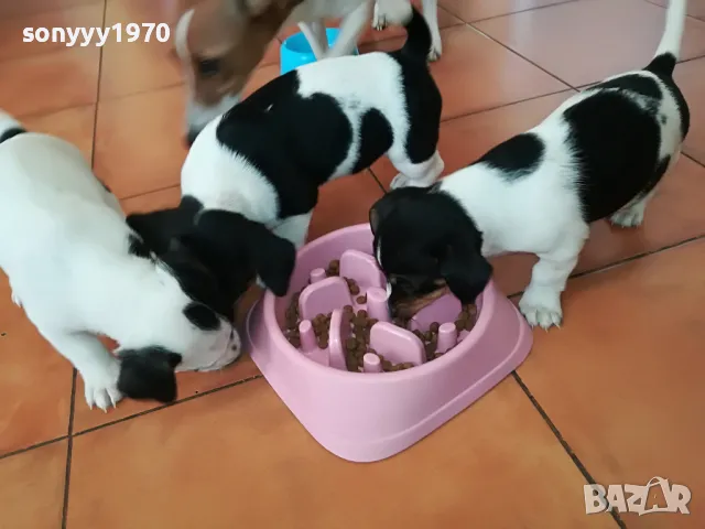 ПРОДАВАМЕ МЪЖКО КУЧЕНЦЕ ДЖАК РЪСЕЛ 250ЛВ 1903251928