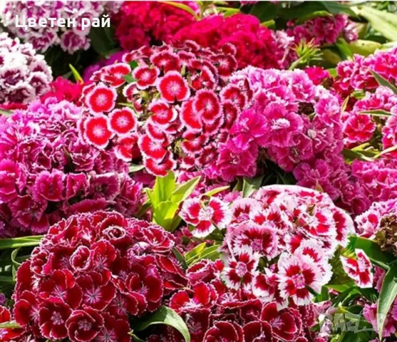 Топ карамфил зимоустойчив и многогодишен , снимка 5 - Градински цветя и растения - 48840324