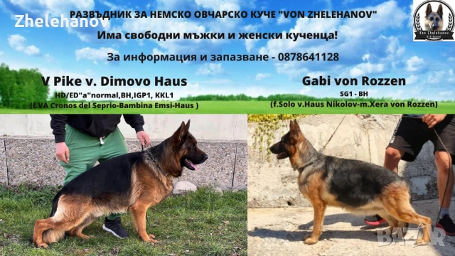 Немска Овчарка от Развъдник "Von Zhelehanov", снимка 10 - Немска овчарка - 52180692