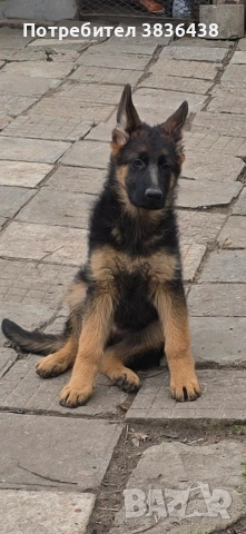 Чистокръвни немски овчарки на сто дена, снимка 3 - Немска овчарка - 52158703