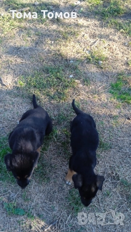 Подарявам гончета 2 броя на 2 месеца и половина., снимка 6 - Гонче - 52514067