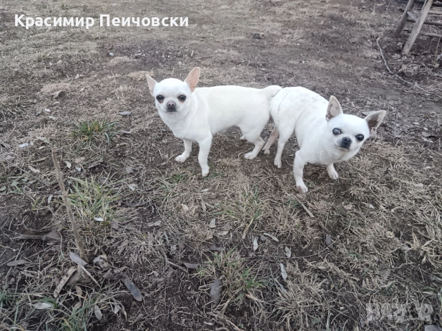 мъжко чихуахуа , снимка 2 - Чихуахуа - 52297636