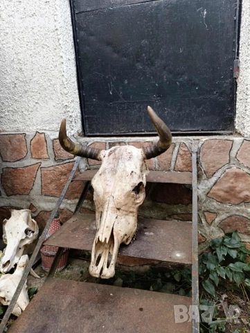 Череп, снимка 2 - Декорация за дома - 52209091