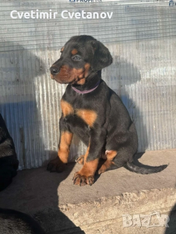Доберманчета с родословни родители !, снимка 2 - Доберман - 52840452