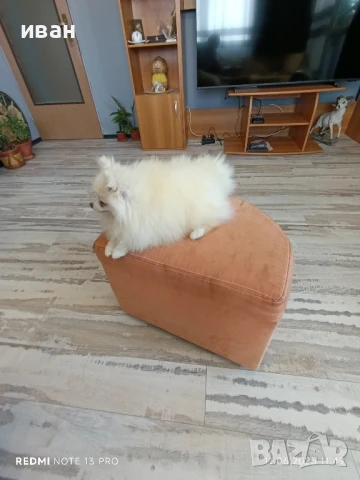 померан момиче , снимка 3 - Померан - 50627576