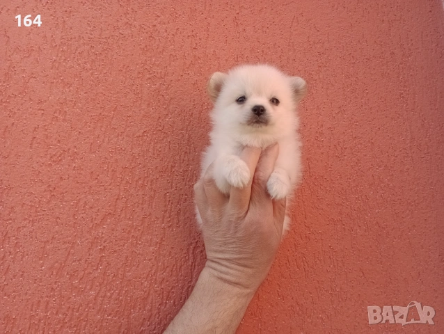 Мини Шпиц - Померан. Мъжки и женски кученца. , снимка 5 - Немски шпиц - 53761094