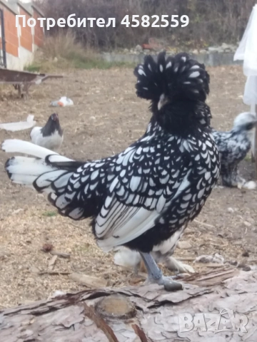 Падуанки , снимка 2 - други­ - 52336449