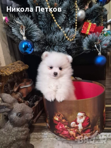 Померан , снимка 3 - Померан - 52790437