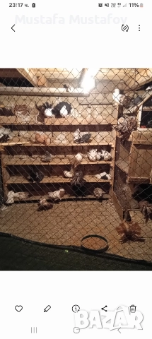 Продавам Фенерлии , снимка 6 - Гълъби - 52861493