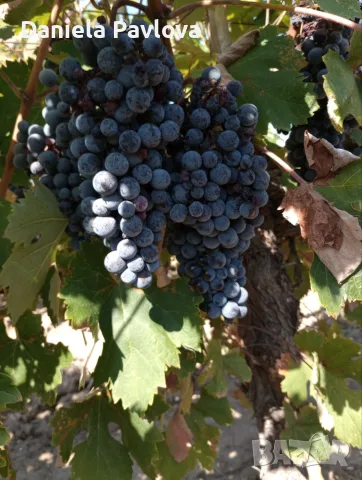 Грозде "МАВРУД"