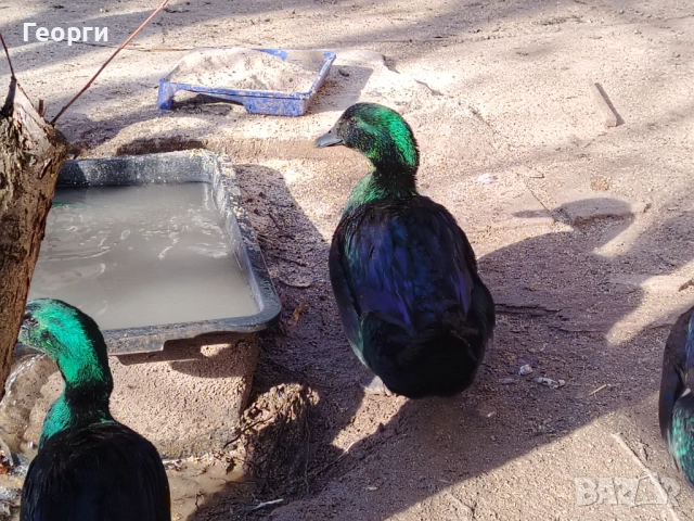 Продавам петли Брама и Каюги, снимка 16 - други­ - 52947667