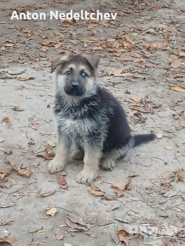мъжко куче на два месеца немска овчарка, снимка 2 - Немска овчарка - 52509267