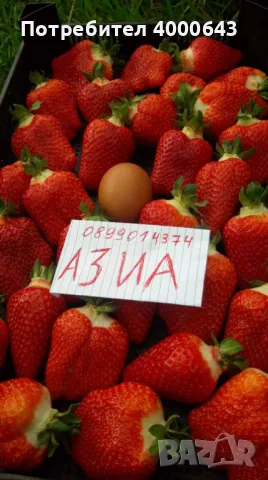 Целогодишен разсад ягоди и малини от производител , снимка 6 - Разсади - 49485311