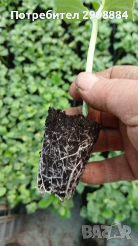Разсад, снимка 10 - Разсади - 52471727